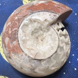 Rare ammonite fossil